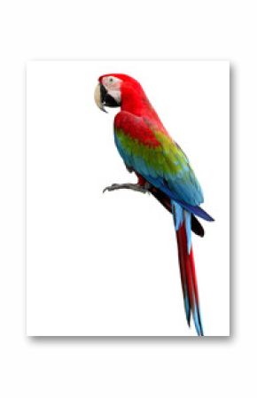 Green-winged Macaw parrot, beuatiful multi colors birds with red
