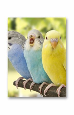 three budgies are in the roost