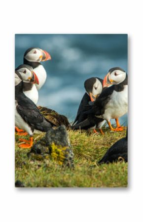 Puffin, Heimaey coast, South Iceland