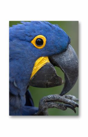 Hyacinth macaw (Anodorhynchus hyacinthinus).