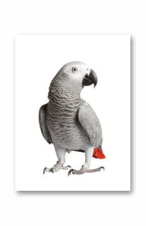 Gray parrot Jaco on a white background