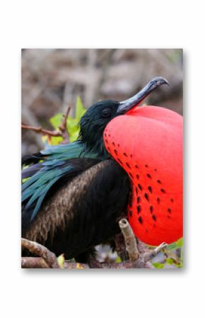 Male Great Frigatebird on Genovesa Island, Galapagos National Pa