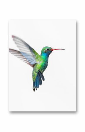 Broad Billed Hummingbird. Using different backgrounds the bird becomes more interesting and blends with the colors. These birds are native to Mexico and brighten up most gardens where flowers bloom.