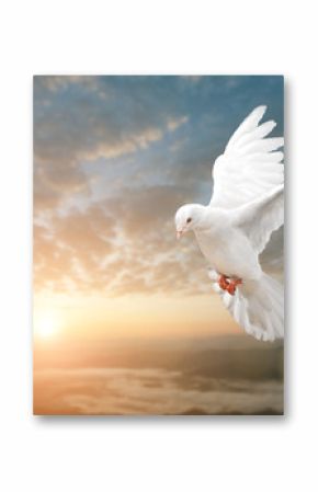 White Dove on Beautiful sunset view