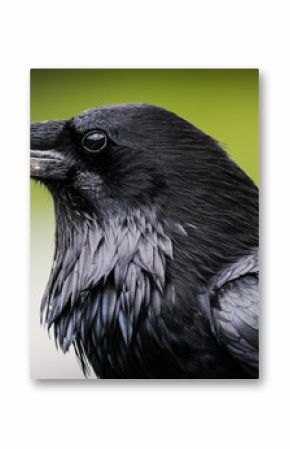 Common Raven (Corvus corax)