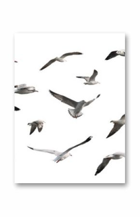 set of seagulls isolated on white background.