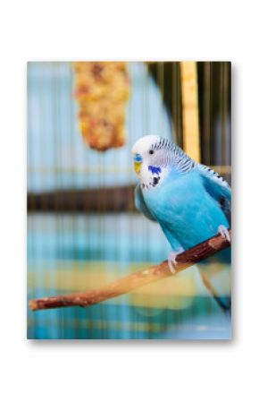 Home Wavy parrot with blue plumage sits on a perch