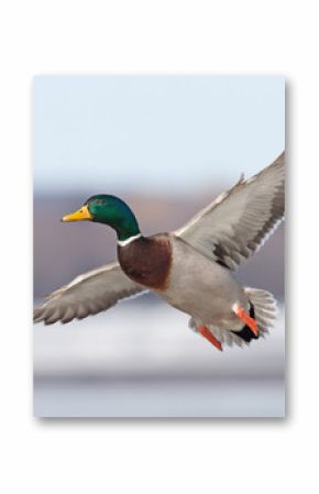 Male Mallard duck (Anas platyrhynchos) drake in flight isolated against a blue winter sky in winter in Canada