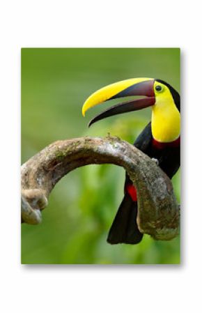 Bird with open bill. Big beak bird Chesnut-mandibled Toucan sitting on the branch in tropical rain with green jungle background. Wildlife scene from nature with beautiful bird with big bill.