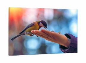 wild bird titmouse on the palm, on a background of beautiful bokeh at sunset.
