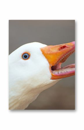 Portrait of white screaming goose outdoors.