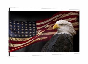 American Bald Eagle with Flag.