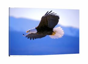 Bald Eagle soaring 