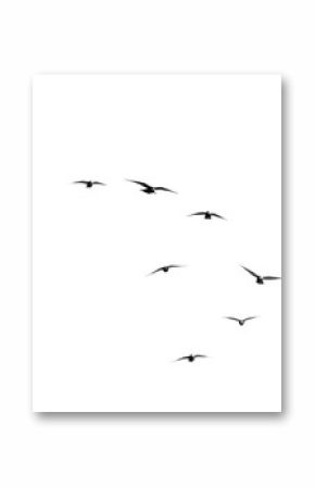 flock of pigeons on a white background