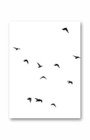 flock of pigeons on a white background