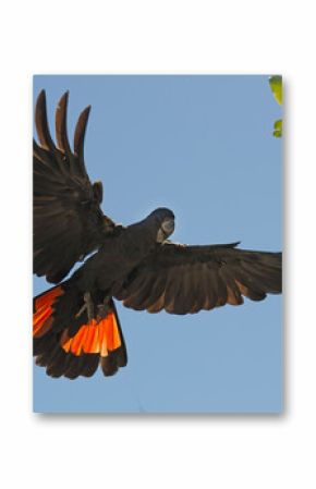 Red tailed black cockatoo.