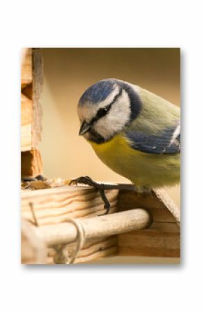 Blaumeise an einem Vogelhaus