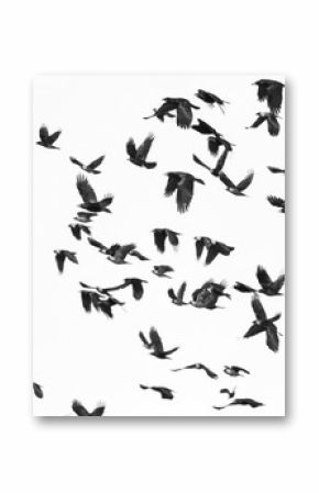 flock of birds isolated on white background and texture, ( Rook and Jackdaw )