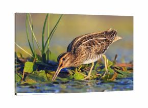 snipe on swamp looking for food in the morning sun