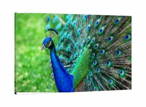 peacock with spread wings