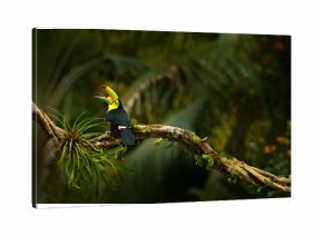 Keel-billed Toucan, Ramphastos sulfuratus, bird with big open bill. Toucan sitting on the branch, forest, Boca Tapada, green vegetation, Costa Rica. Nature travel, central America.Trees with bird.