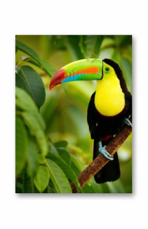 Keel-billed Toucan, Ramphastos sulfuratus, bird with big bill. Toucan sitting on the branch in the forest, Boca Tapada, green vegetation, Costa Rica. Nature travel in central America.