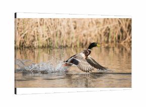 Mallard, Duck, Anas platyrhynchos