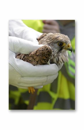Common Kestrel, Falco tinnunculus, in the hands of a veterinarian