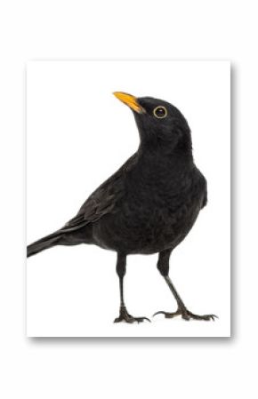 Blackbird Turdus merula , isolated on white