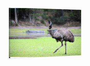 Emu