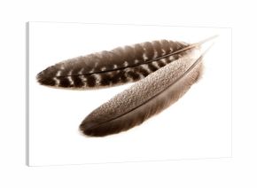 Feathers of turkey wings on white background
