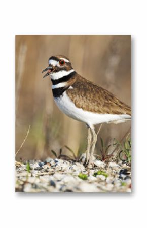 Killdeer