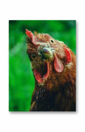 Hens feed on the traditional rural barnyard at sunny day. Detail of hen head. Chickens sitting in henhouse. Close up of chicken standing on barn yard with the chicken coop. Free range poultry farming