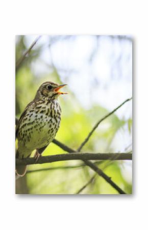 bird song thrush sings loudly in the spring woods