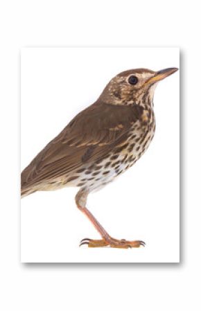 Song Thrush (Turdus philomelos)