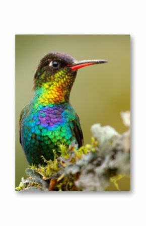 Red glossy shiny bird. Fiery-throated Hummingbird, Panterpe insignis, colour bird sitting on larch branch. Red shiny hummingbird in dark habitat. Mountain bright animal from Panama. Detail portrait.