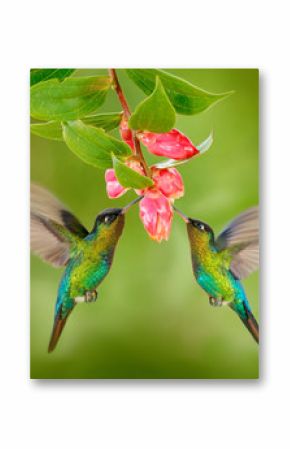 Two hummingbird bird with pink flower. hummingbirds Fiery-throated Hummingbird, flying next to beautiful bloom flower, Savegre, Costa Rica. Action wildlife scene from nature. Bird flying. Animal love.