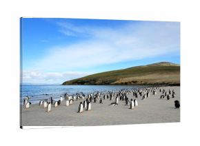 Gentoo penguins, Pygoscelis Papua, Saunders Falkland Islands Malvinas