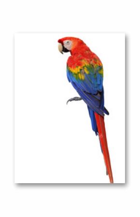 Scarlet macaw parrot bird showing back feathers detail from head to tail isolated on white background (Ara macao)