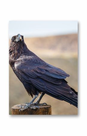 Common Raven sitting on a wooden beam, close up