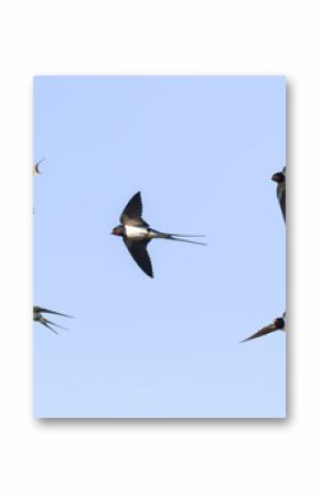 birds barn swallows fly in the blue sky widely spread its wings