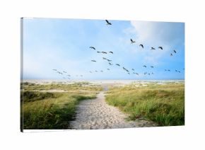Langeoog, Fliegen, Freiheit, Urlaub, Entspannung: Wildgänse an einer Ostseeküste :)