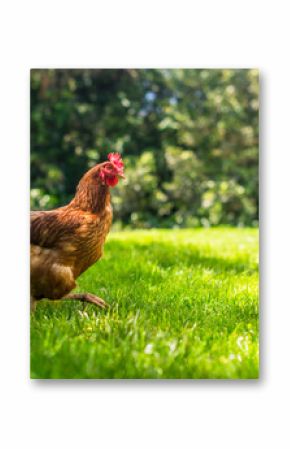 Hen or chicken running free range
