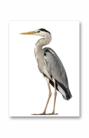 Grey Heron standing, Ardea Cinerea, 5 years old, isolated on whi