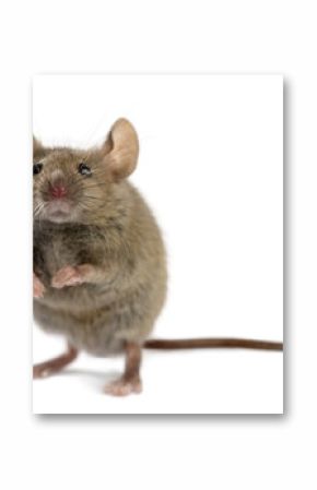 Wood mouse in front of a white background