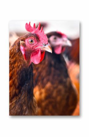 Chickens on traditional free range poultry farm