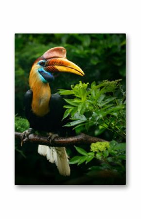 Knobbed Hornbill, Rhyticeros cassidix, from Sulawesi, Indonesia. Rare exotic bird detail eye portrait. Big red eye. Beautiful jungle hornbill, wildlife scene from Asia nature. Travelling in Indonesia.
