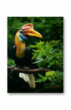 Knobbed Hornbill, Rhyticeros cassidix, from Sulawesi, Indonesia. Rare exotic bird detail eye portrait. Big red eye. Beautiful jungle hornbill, wildlife scene from Asia nature. Travelling in Indonesia.