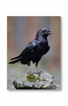 Raven with open beak sitting on the stone. Moose stone with black bird. Black bird in the nature habitat. Raven on the rock. Wildlife scene from nature. Bird with big bill. Forest bird during autumn.