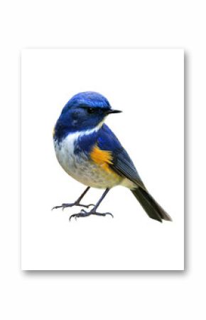 Himalayan bluetail or Red-flanked,Orange-flanked bush-robin (Tarsiger rufilatus) lovely blue bird with yellow marking on its wings isolated on white background, fascinated nature